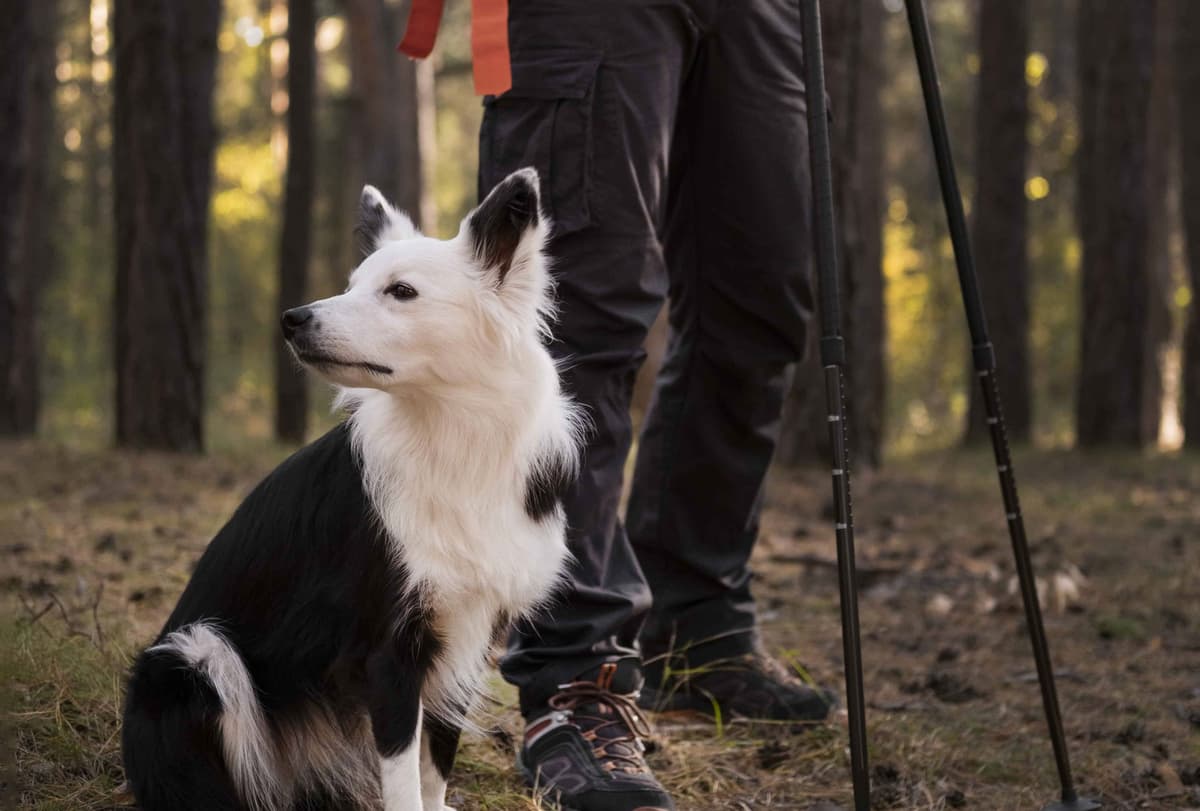 Cani-randonnée en demi-journée avec balade au poil et balade contée - Arbre à Loup